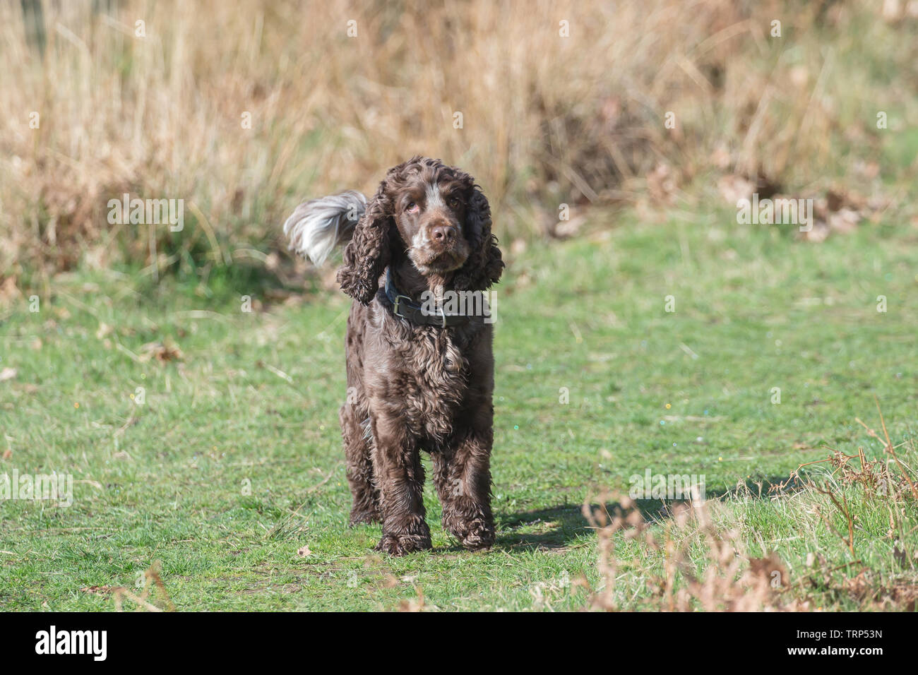 Un spaniel è un tipo di cane. Épagneuls erano allevati soprattutto per lavare il gioco fuori della spazzola più densa. Foto Stock