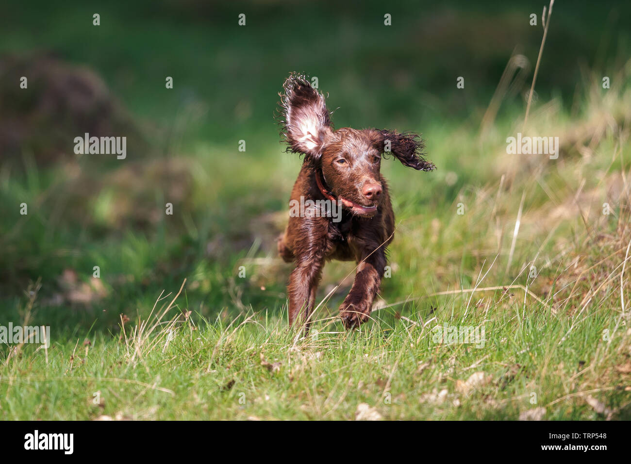 Un spaniel è un tipo di cane. Épagneuls erano allevati soprattutto per lavare il gioco fuori della spazzola più densa. Foto Stock