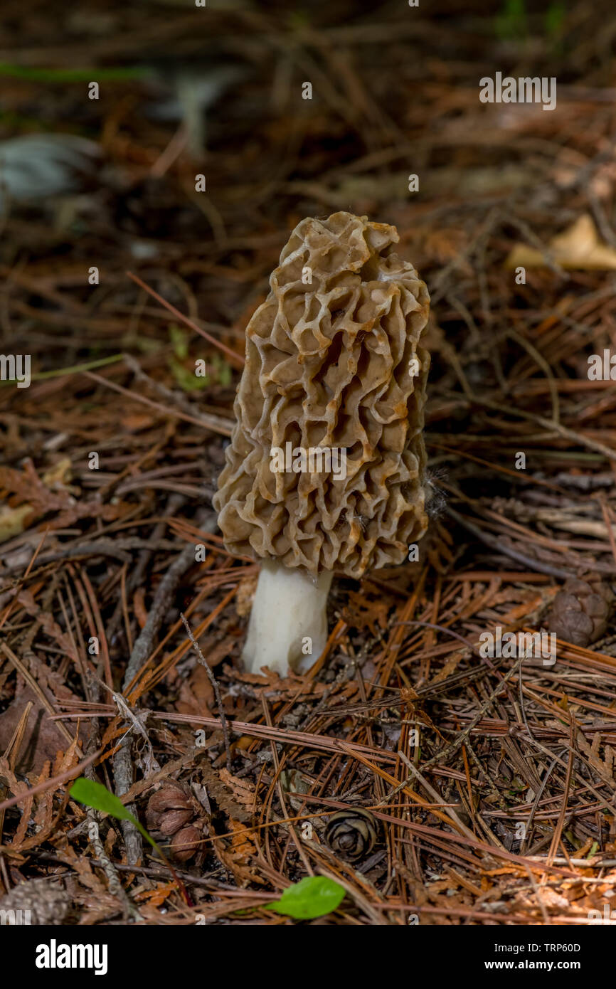 Un vero e proprio fungo Morel (genere Morchella) un funghi commestibili trovato crescente sul suolo della foresta. Foto Stock