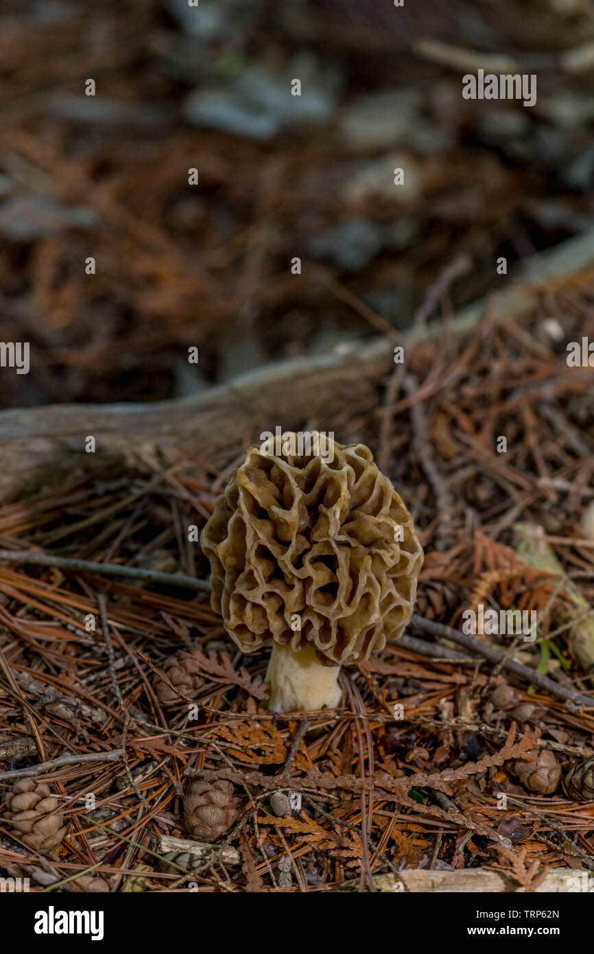 Un vero e proprio fungo Morel (genere Morchella) un funghi commestibili trovato crescente sul suolo della foresta. Foto Stock