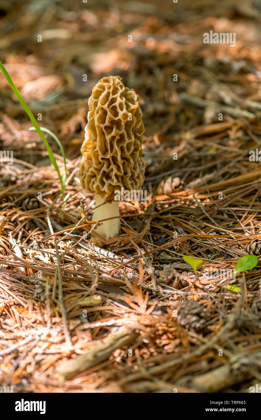 Un vero e proprio fungo Morel (genere Morchella) un funghi commestibili trovato crescente sul suolo della foresta. Foto Stock