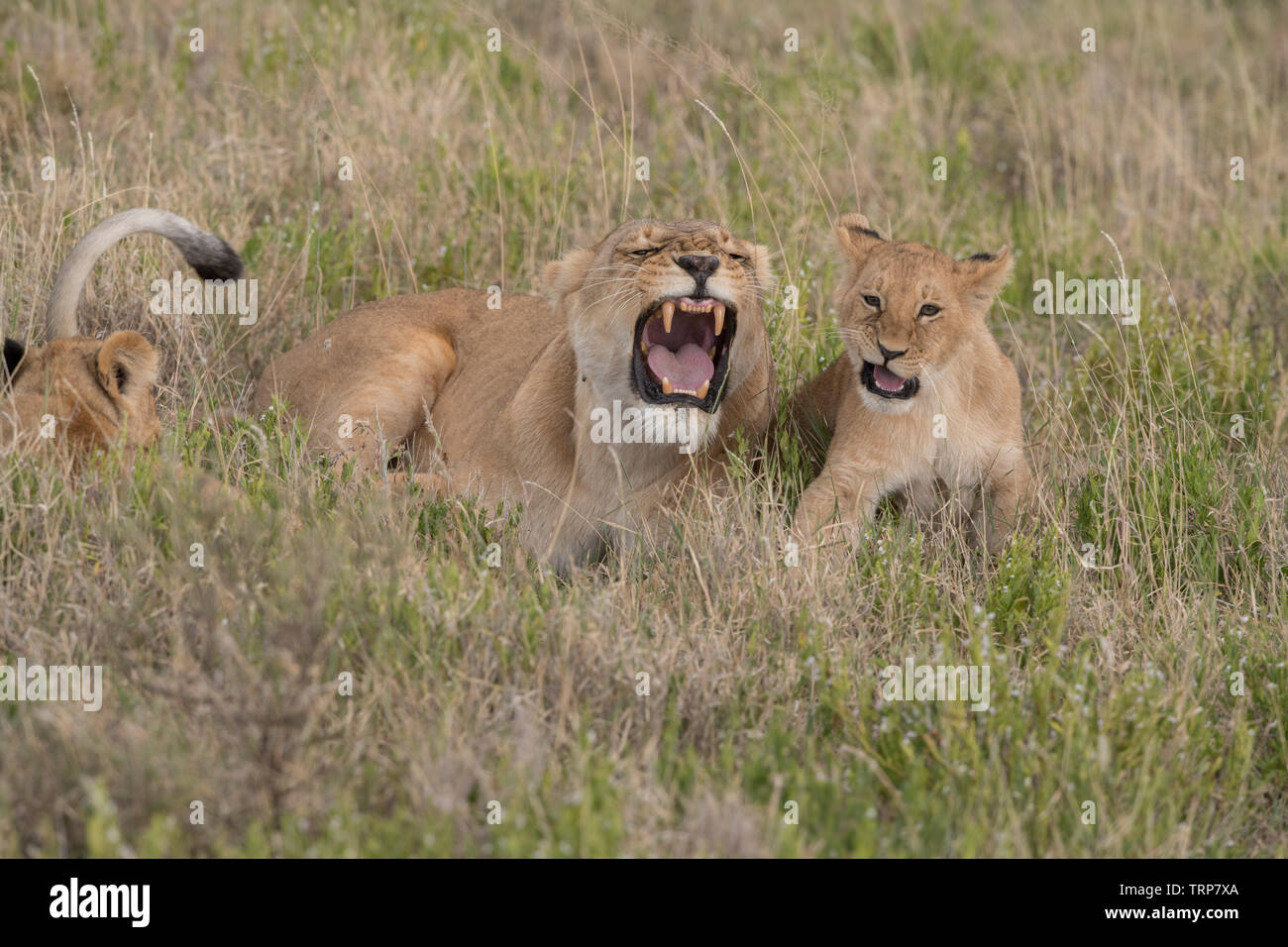 Lion cub imitando leonessa ululano, Tanzania Foto Stock