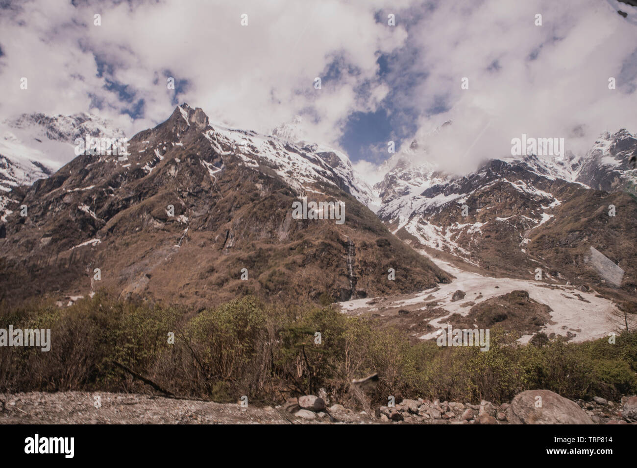 Avanzare ,ghiacciaio, su,Yungtham,Valley,di Rododendron,fiori,North Sikkim, India. Foto Stock