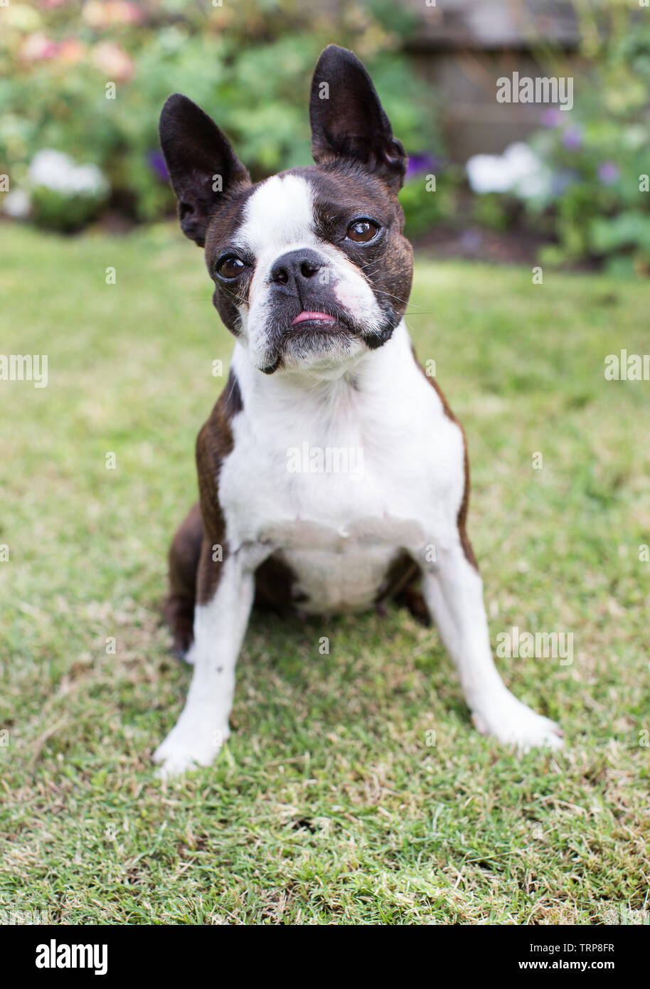 Femmina Boston Terrier Foto Stock