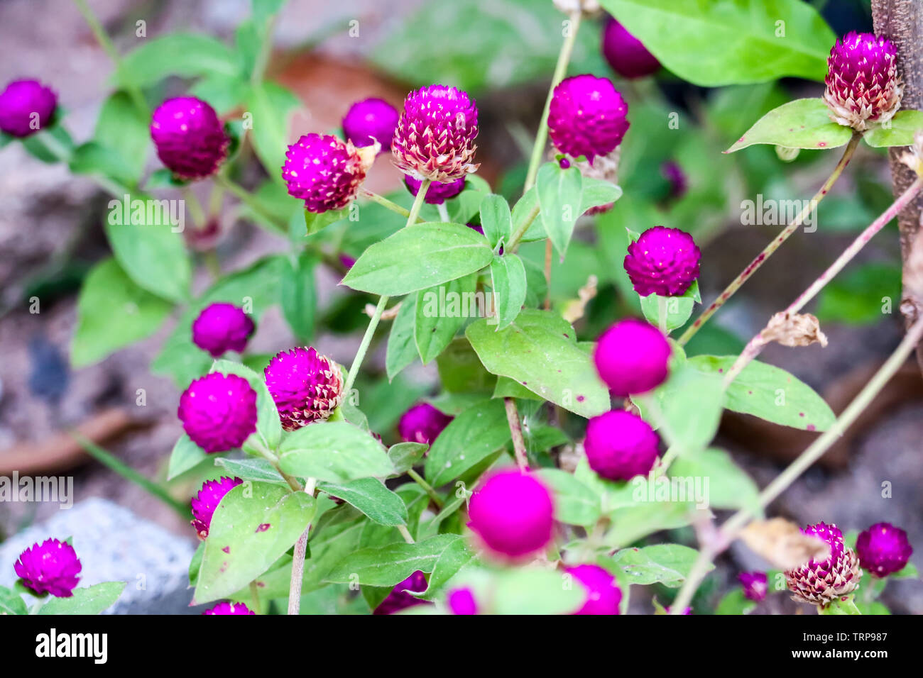 Gomphrena globosa L vantaggio, i fiori e gli alberi sono un dolce, amaro, è deliberatamente un farmaco che agisce sui polmoni e fegato, utilizzato come un fegato ri Foto Stock