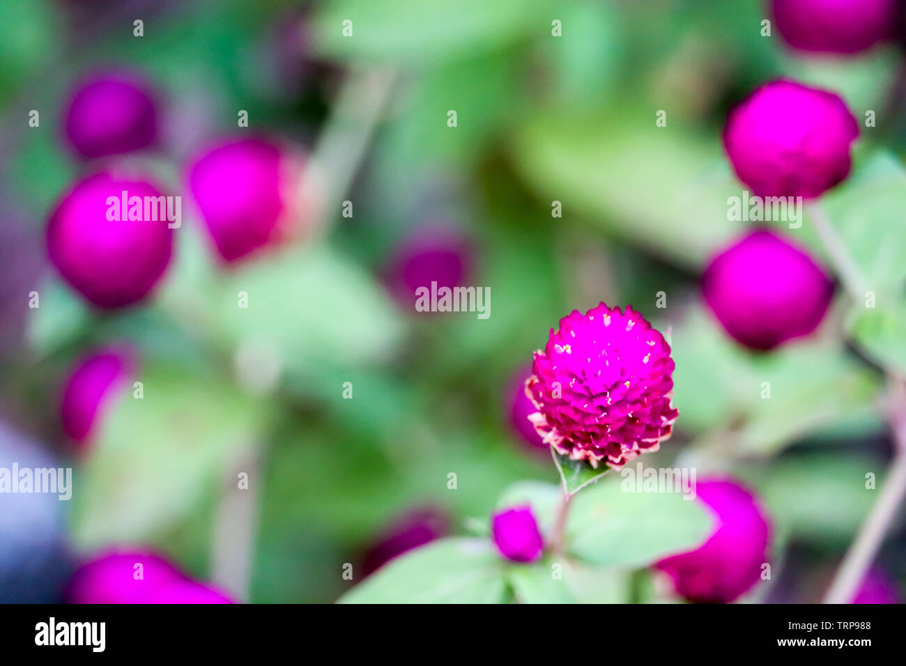 Gomphrena globosa L vantaggio, i fiori e gli alberi sono un dolce, amaro, è deliberatamente un farmaco che agisce sui polmoni e fegato, utilizzato come un fegato ri Foto Stock