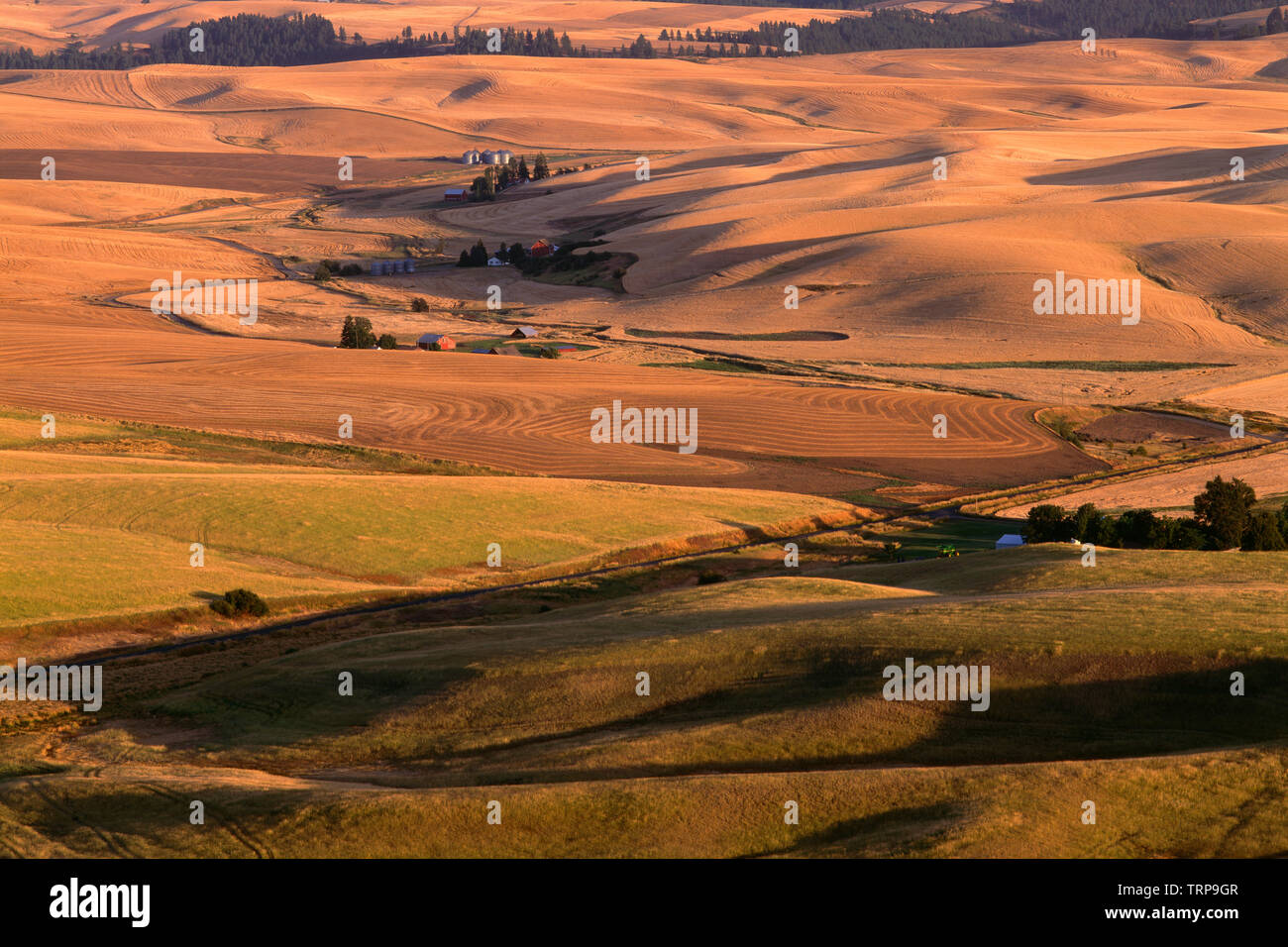 Stati Uniti d'America, Washington, Steptoe Butte del Parco Statale di campi di grano di laminazione si alternano a campi di verde della Regione Palouse. Foto Stock