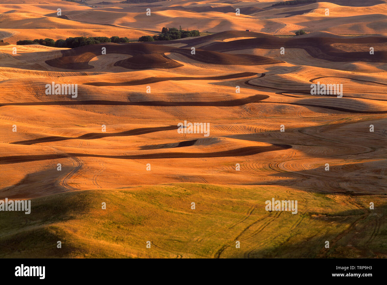 Stati Uniti d'America, Washington, Steptoe Butte del Parco Statale di campi di grano di laminazione si alternano a campi di verde della Regione Palouse. Foto Stock