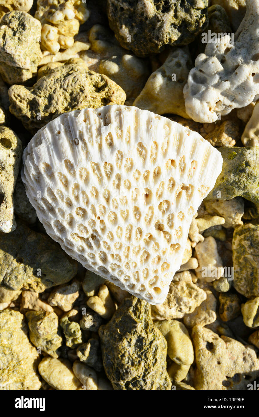 Coral Seashell sulla spiaggia, il Port Vila, Vanuatu, Melanesia Foto Stock