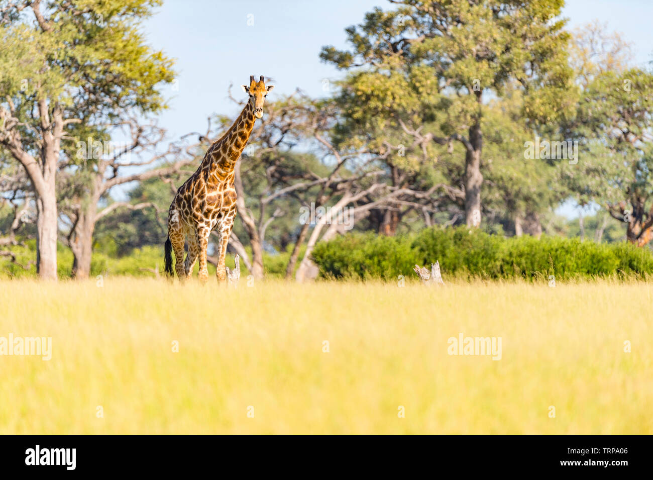 Un grande maschio giraffa camelopardalis Giraffa visto nello Zimbabwe il Parco Nazionale di Hwange. Foto Stock