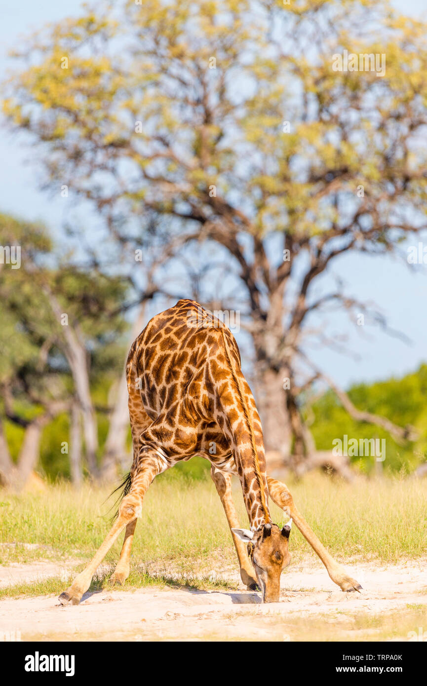 Un grande maschio giraffa camelopardalis Giraffa visto nello Zimbabwe il Parco Nazionale di Hwange. Foto Stock
