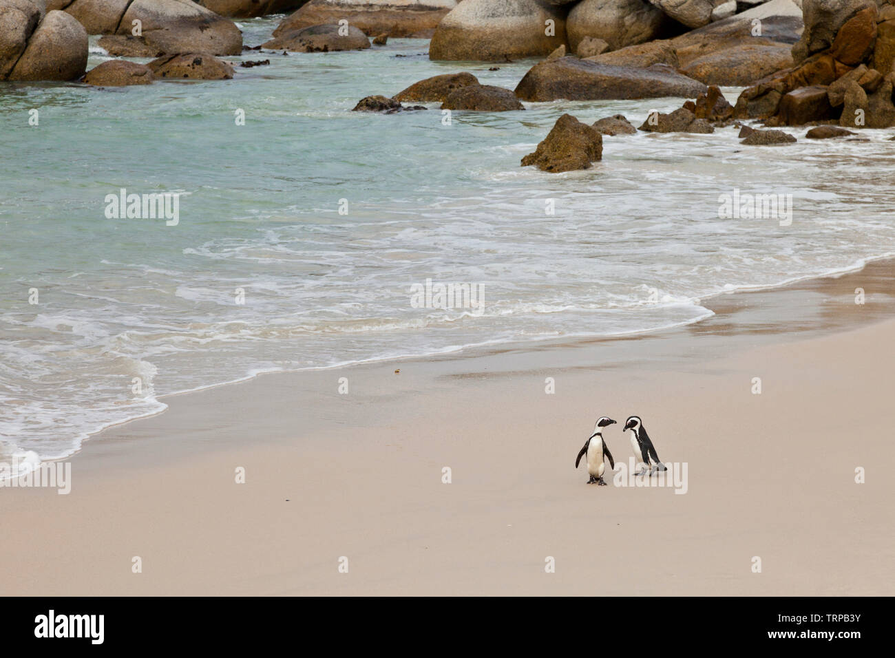 Pinguino africano-PINGÜINO DEL CABO (Spheniscus demersus), Boulders Beach, Tabella Mountains National Park, False Bay, Sud Africa e Africa Foto Stock