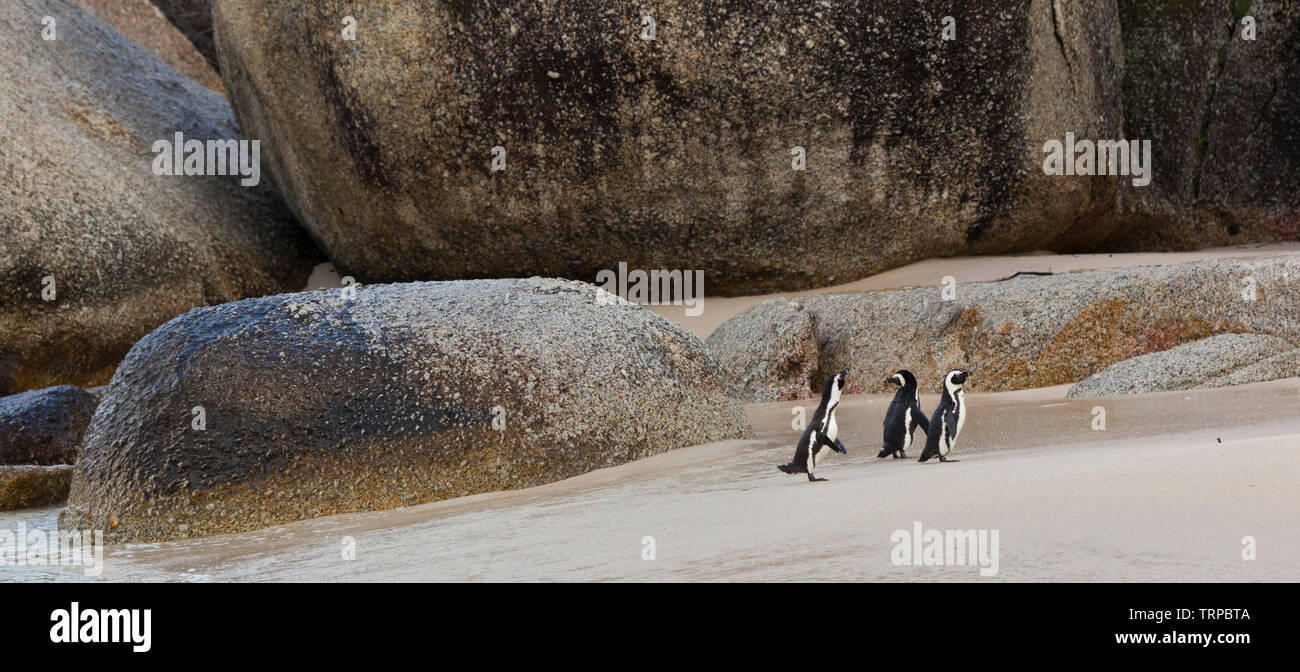 Pinguino africano-PINGÜINO DEL CABO (Spheniscus demersus), Boulders Beach, Tabella Mountains National Park, False Bay, Sud Africa e Africa Foto Stock