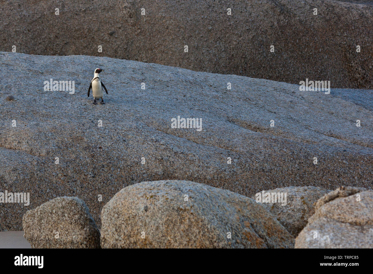 Pinguino africano-PINGÜINO DEL CABO (Spheniscus demersus), Boulders Beach, Tabella Mountains National Park, False Bay, Sud Africa e Africa Foto Stock