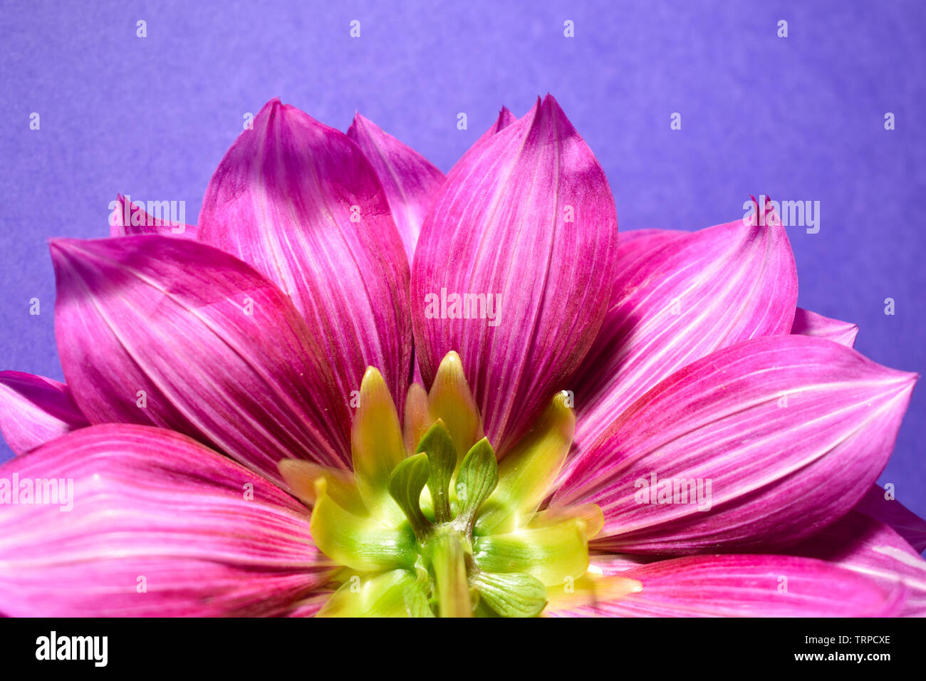 La parte inferiore di una dalia magenta su sfondo viola. Foto Stock