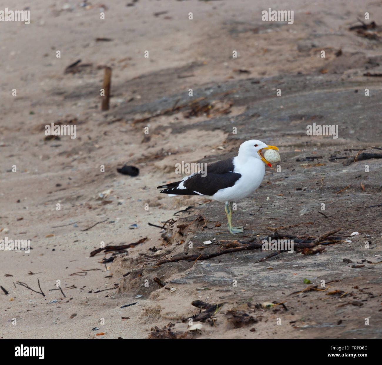 GAVIOTA CABO Playa de massi, Parque Nacional tabella montagne False Bay, Sudáfrica, África Foto Stock