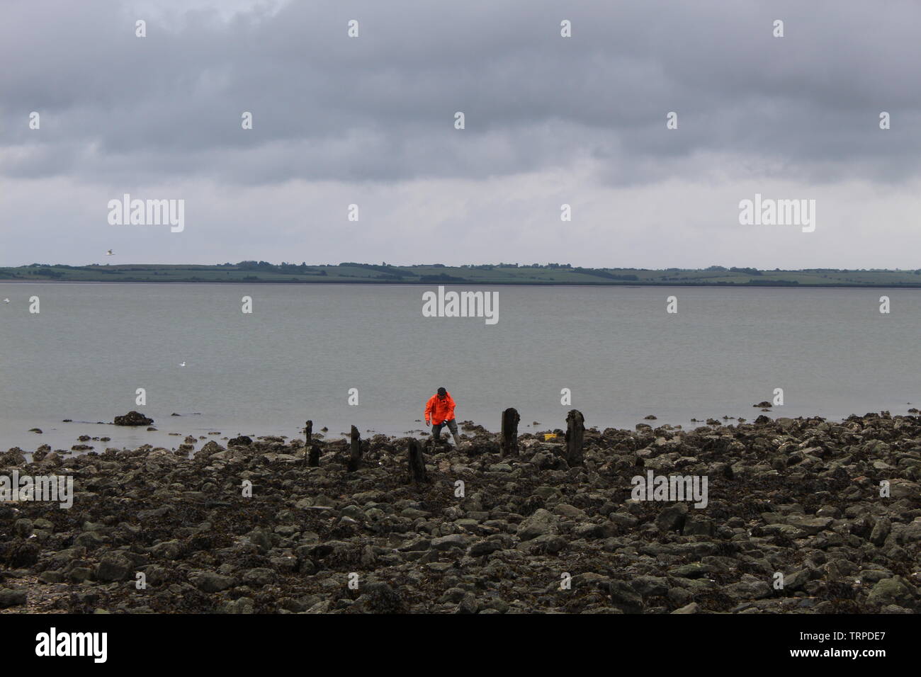 Il Cockle picker. Foto Stock