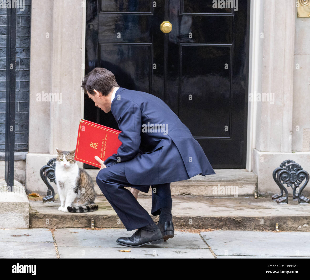 Londra 11 giugno 2019, Rory Stewart lo Sviluppo Internazionale Segretario arriva in una riunione del gabinetto e animali domestici Larry di Downing Street cat, 10 Downing Street, Londra Credit Ian Davidson/Alamy Live News Foto Stock