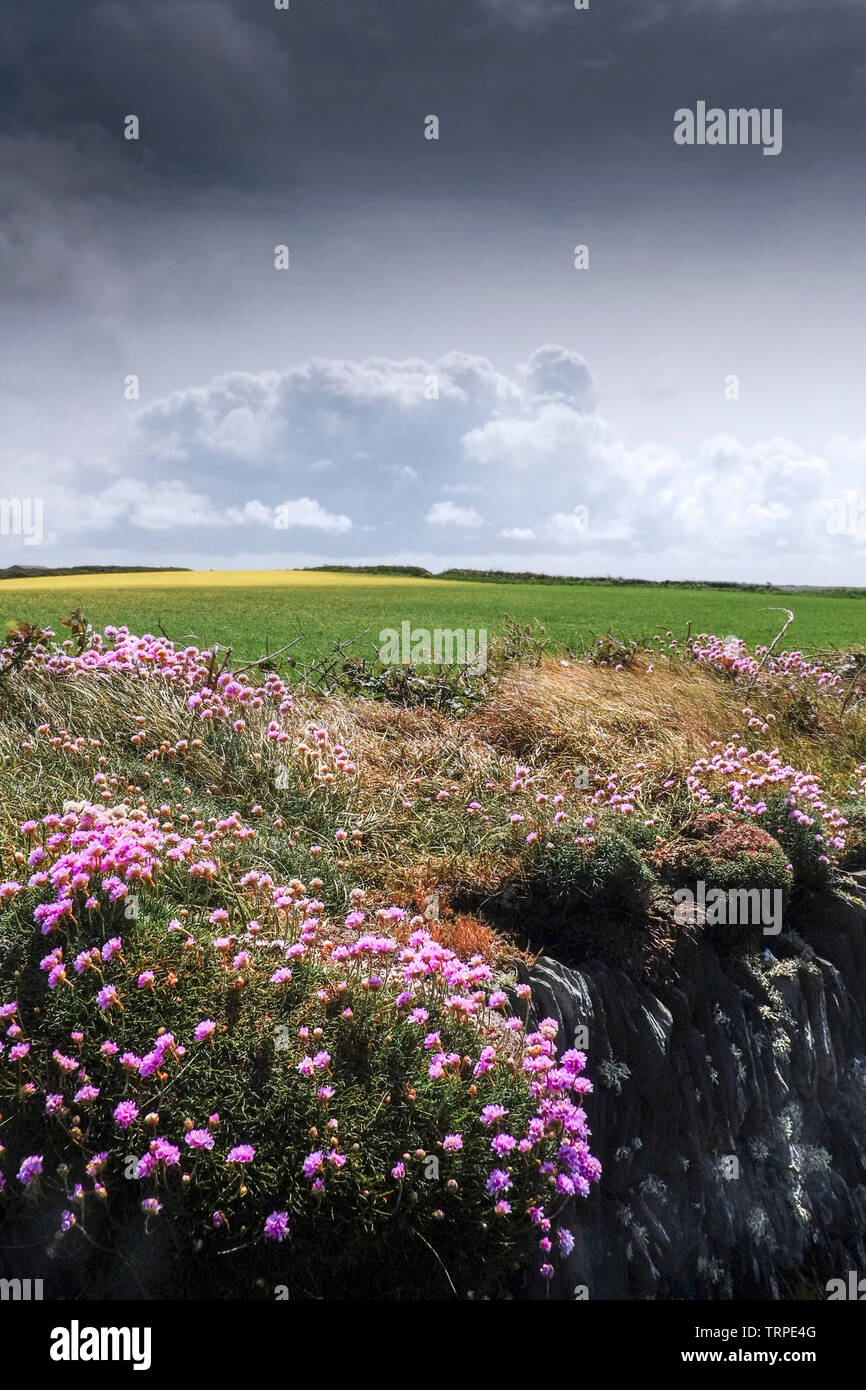 Mare parsimonia Armeria maritima cresce su un vecchio Cornish hedge la costa scoscesa a Newquay in Cornovaglia. Foto Stock