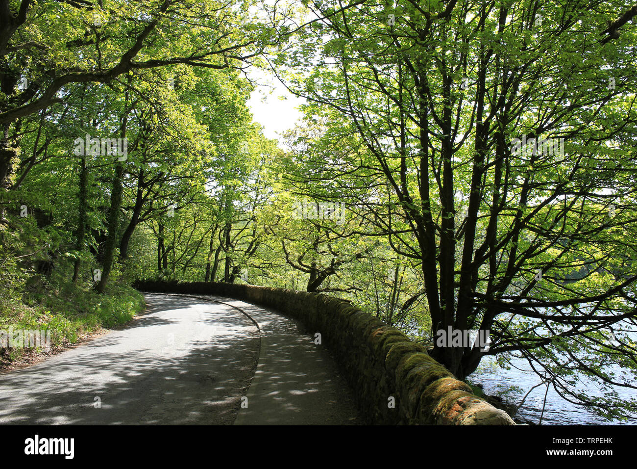 Strada alberata accanto al serbatoio Anglezarke, Lancashire, Regno Unito Foto Stock