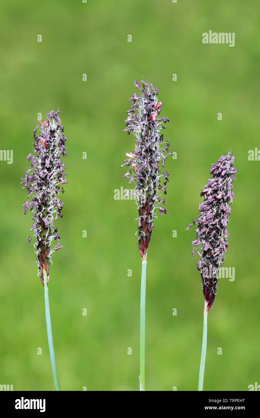 Fioritura di erba, Healy Nab, Anglezarke Mori, Lancahire, REGNO UNITO Foto Stock