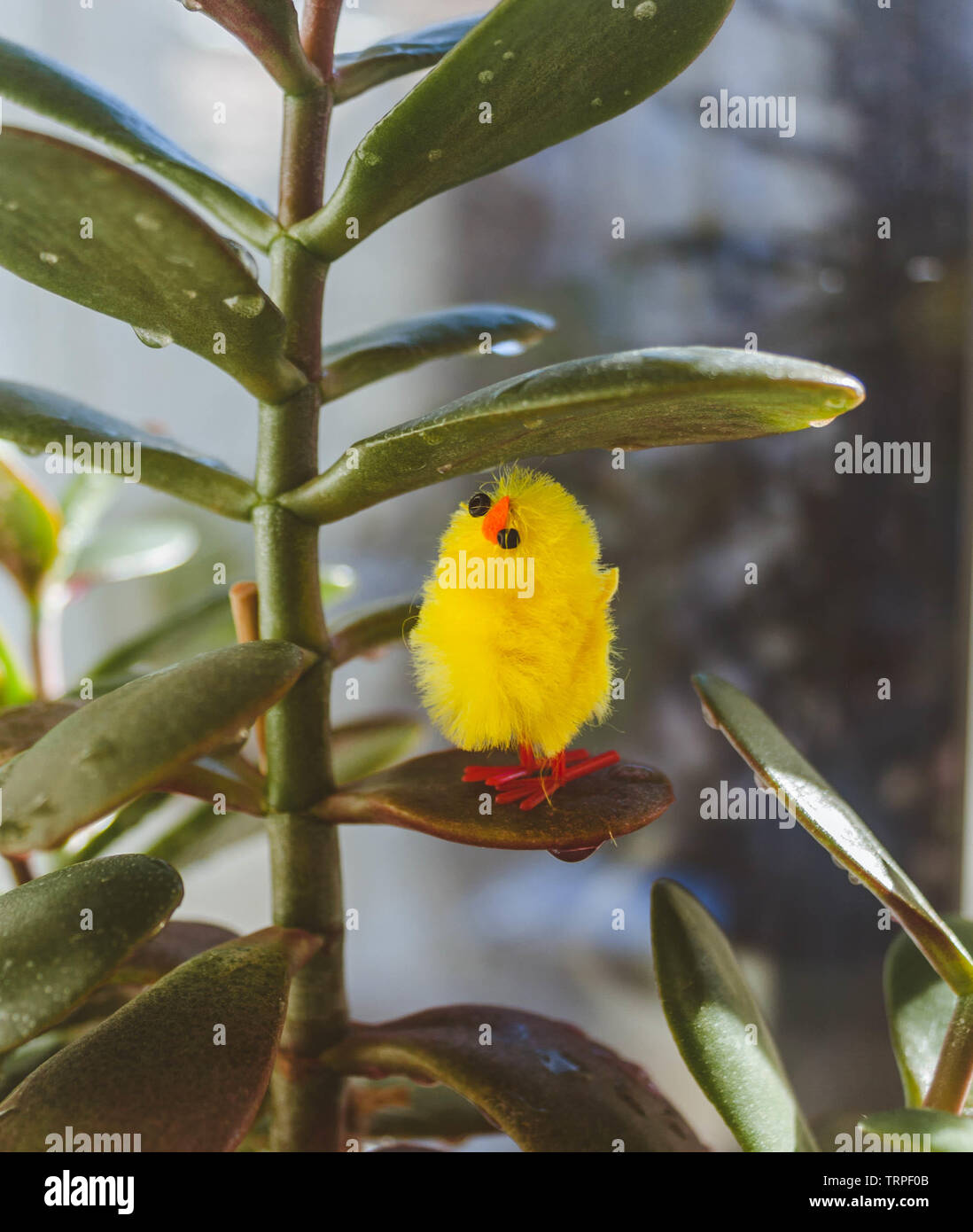 Uno giallo Pasqua decorazione di pollo che si nasconde sotto una foglia della pianta di giada. Foto Stock