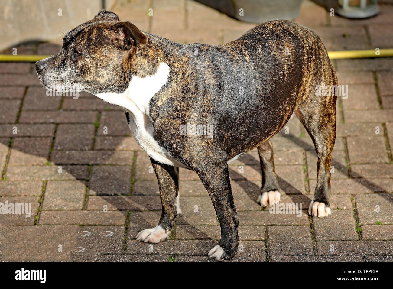 Staffordshire Bull Terrier Foto Stock