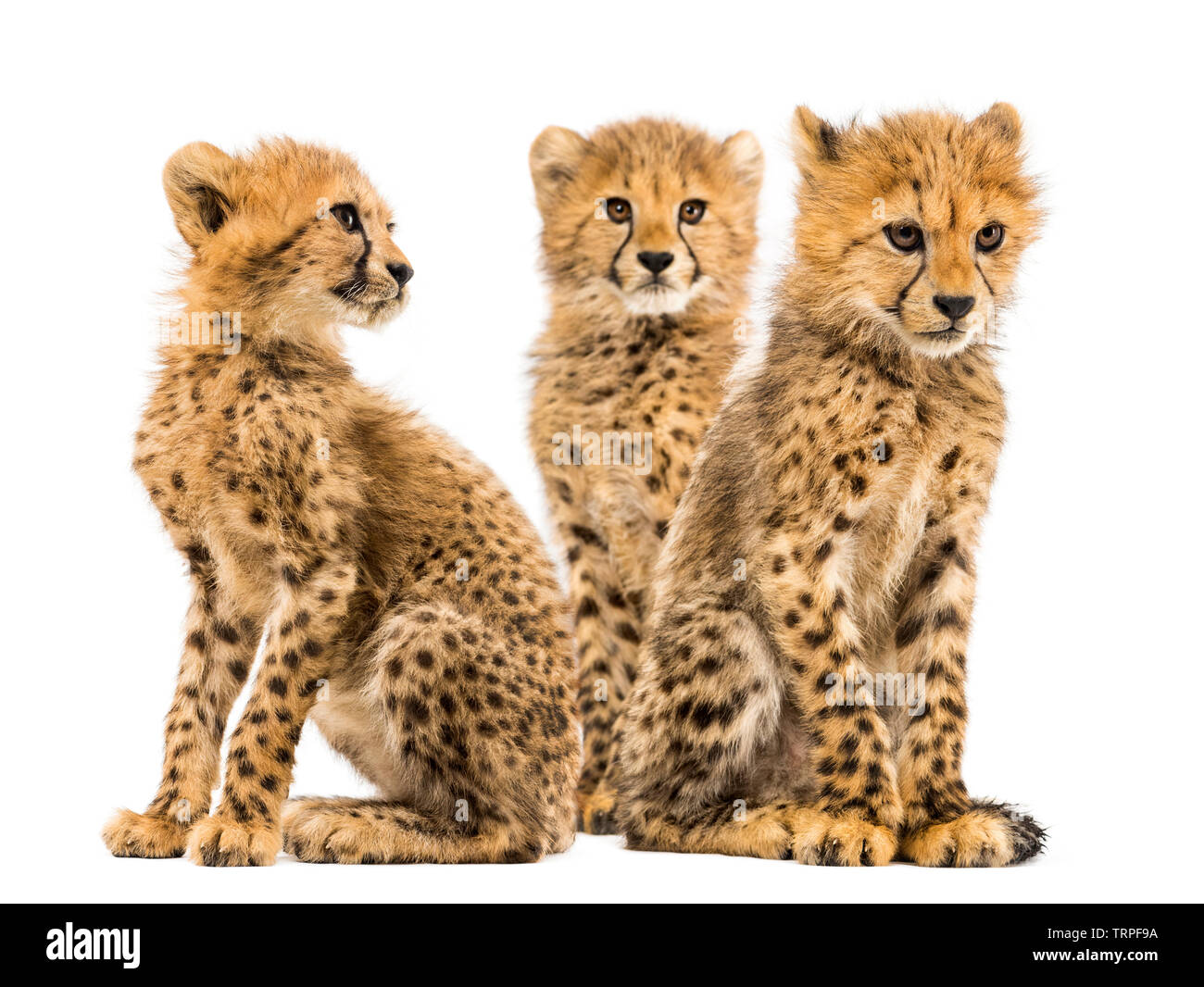 Gruppo di una famiglia di tre mesi di età cheetah cubs seduti insieme Foto Stock