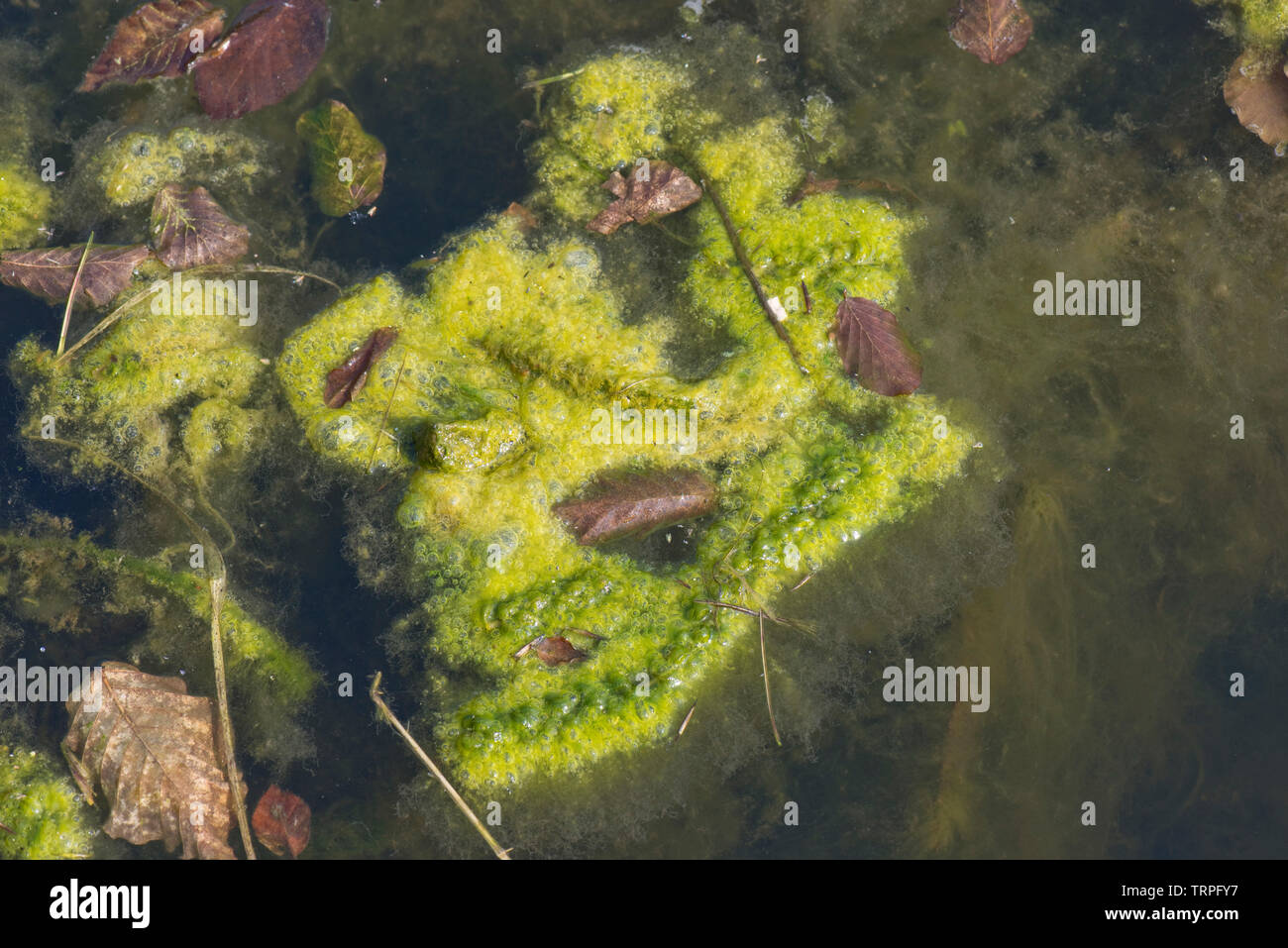 Alghe filamentose o coperta weed contaminare un laghetto in giardino, di crescita ad alta densità intorno a piante acquatiche in primavera Foto Stock