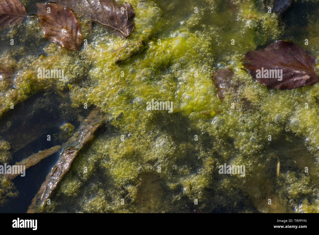 Alghe filamentose o coperta di erbacce bolle di ossigeno a formare in crescita ad alta densità sulla superficie di un laghetto in giardino Foto Stock