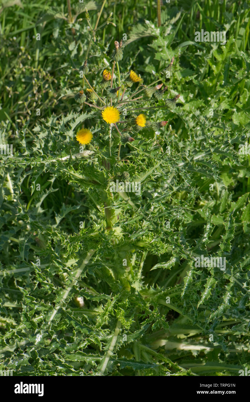 Fico d'india sow-cardo, Sonchus asper, bold pianta spinosa proveniente in fiore, Berkshire, può Foto Stock