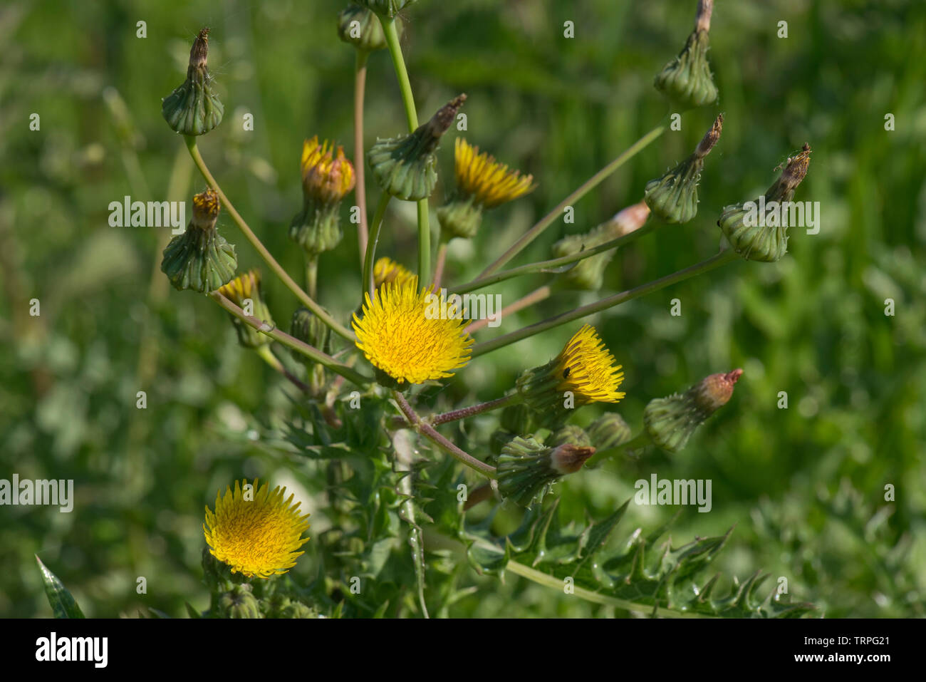 Fico d'india sow-cardo, Sonchus asper, bold pianta spinosa proveniente in fiore, Berkshire, può Foto Stock