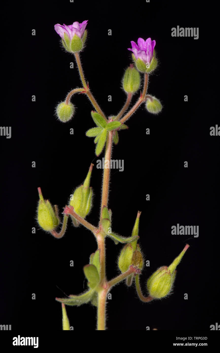 Cut-lasciava geranio, Geranium dissectum, piccoli fiori di colore rosa e profondamente dissezionati foglie di erbaccia annuale, Berkshire, può Foto Stock