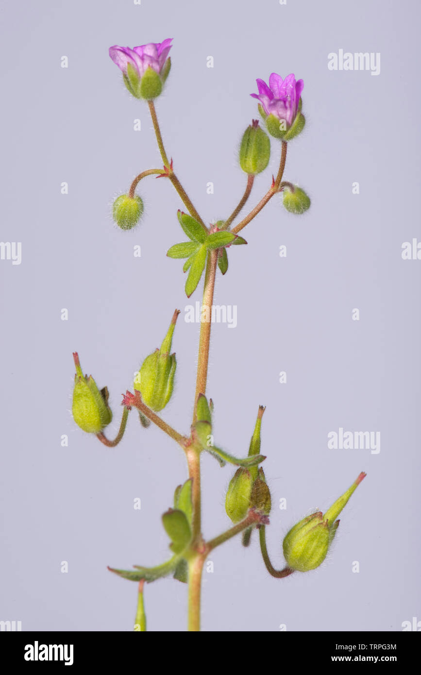 Cut-lasciava geranio, Geranium dissectum, piccoli fiori di colore rosa e profondamente dissezionati foglie di erbaccia annuale, Berkshire, può Foto Stock