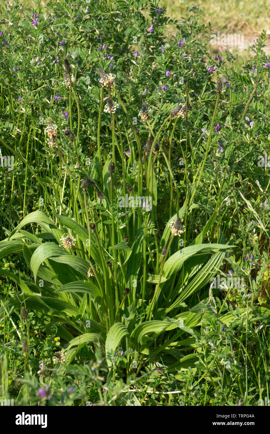 Una fioritura ribwort o narrowleaf piantaggine, planzago lanceolata, impianti fioritura nella massa di rifiuti in primavera, Berkshire, può Foto Stock