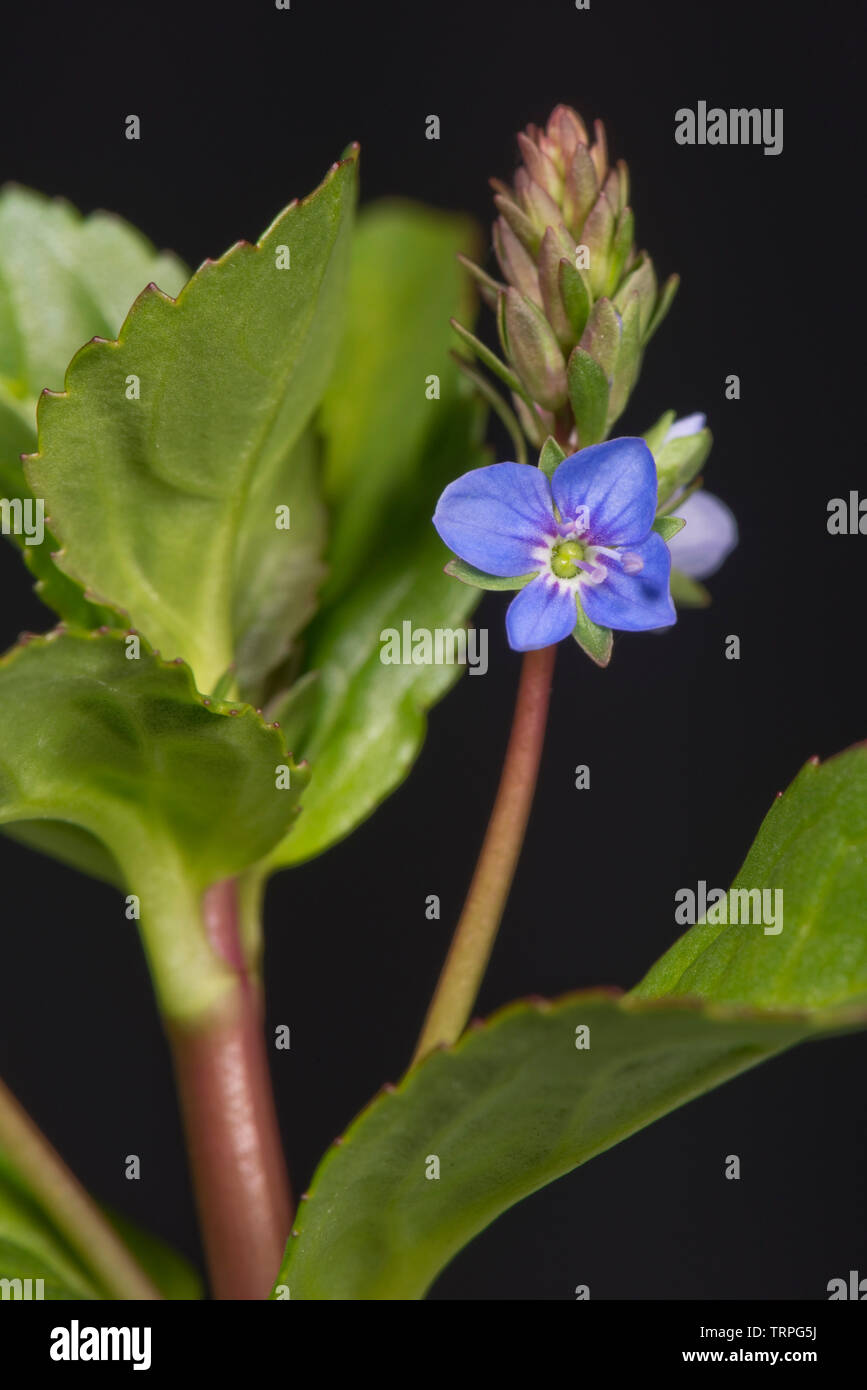 Succulente carnose foglie e fiore blu del marginale pianta acquatica brooklime, Veronica beccabunga, Berkshire, può Foto Stock