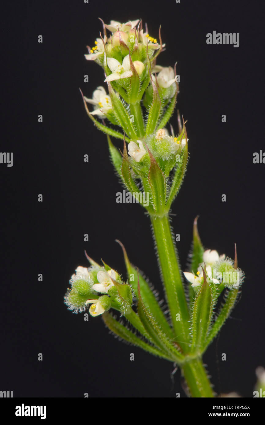 Cleavers, bedstraw, goosegrass, stickyweed, Galium aparine, a forma di stella, fiori bianchi su seminativi annuali di erbaccia, Berkshire, maggio, Foto Stock