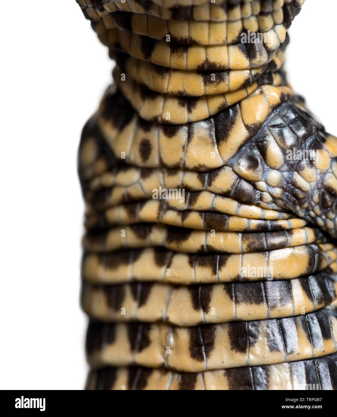 Coccodrillo nana, Osteolaemus tetraspis anche sapere come nana africana coccodrillo, ampio snouted coccodrillo, o ossea coccodrillo, in stretta contro white bac Foto Stock