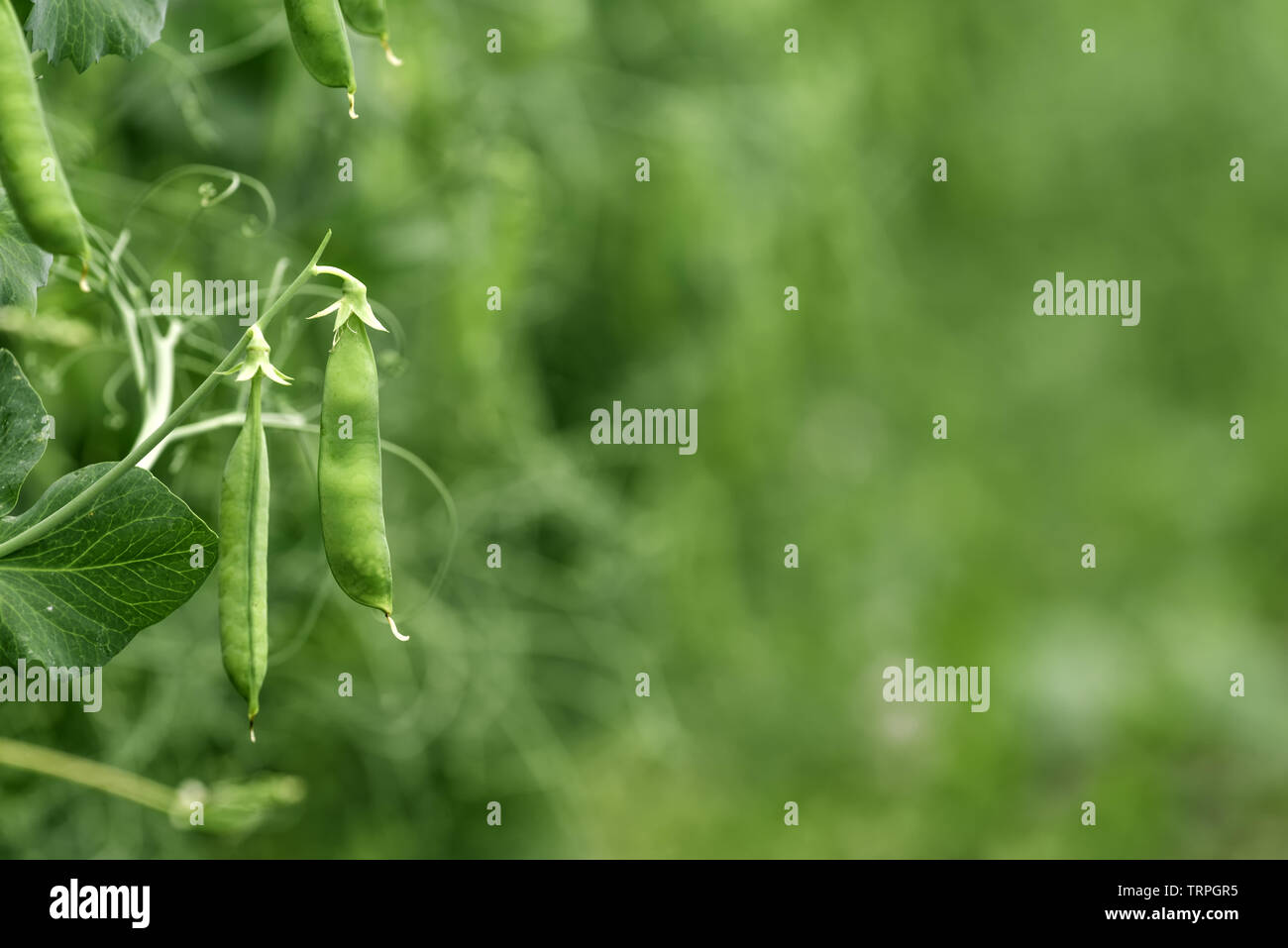 Coltivati localmente pisello verde in giardino biologico caserecci produrre Pisum sativum Foto Stock