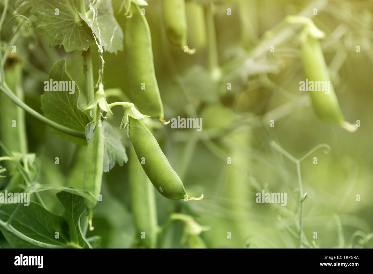 Coltivati localmente pisello verde in giardino biologico caserecci produrre Pisum sativum Foto Stock