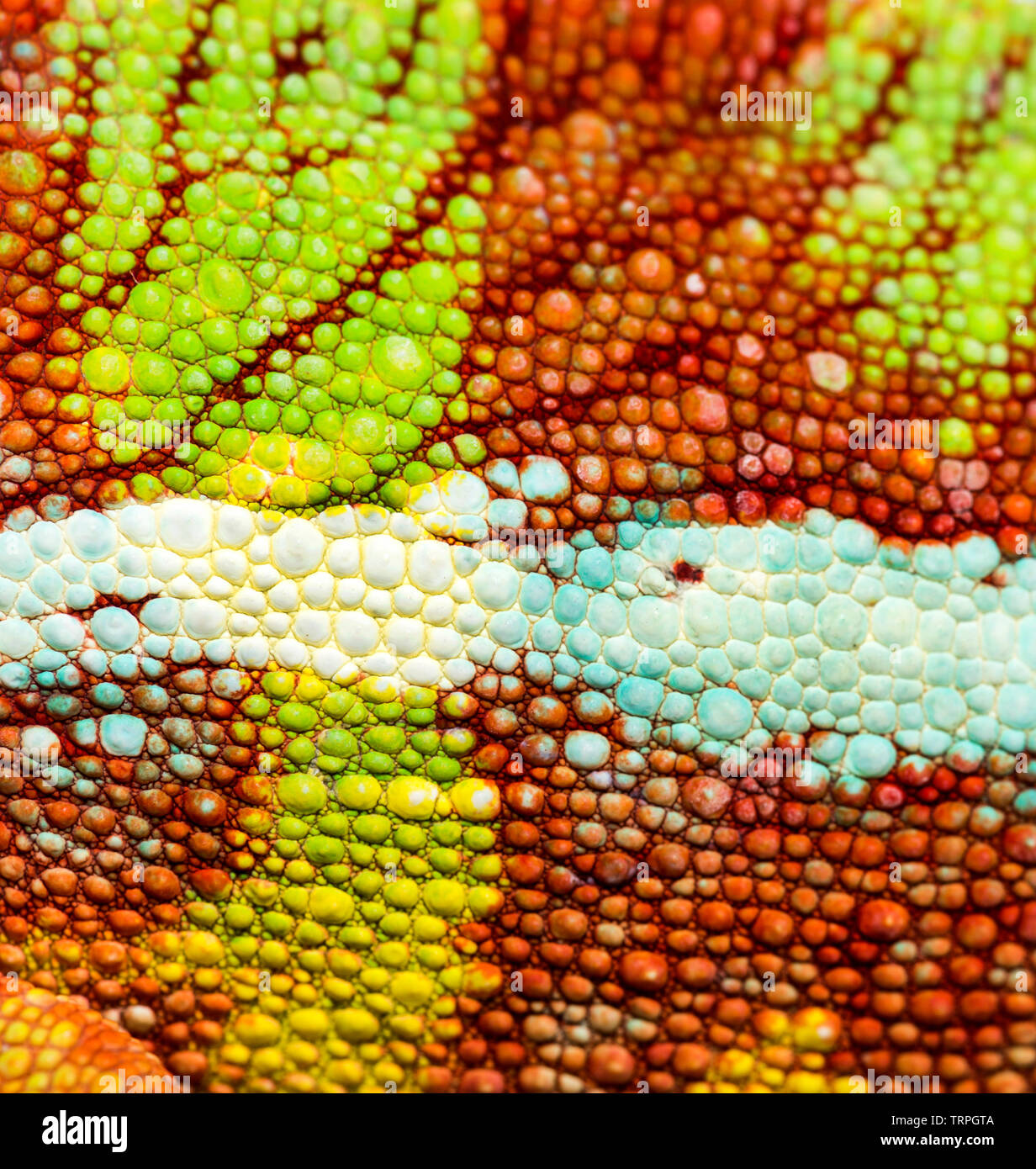 Pelle di Panther chameleon, Furcifer pardalis, in stretta contro uno sfondo bianco Foto Stock