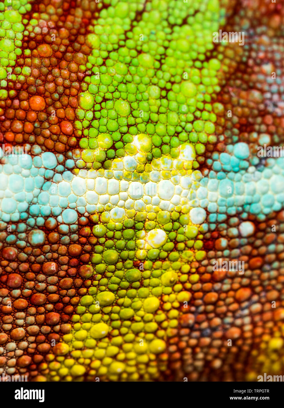 Pelle di Panther chameleon, Furcifer pardalis, in stretta contro uno sfondo bianco Foto Stock