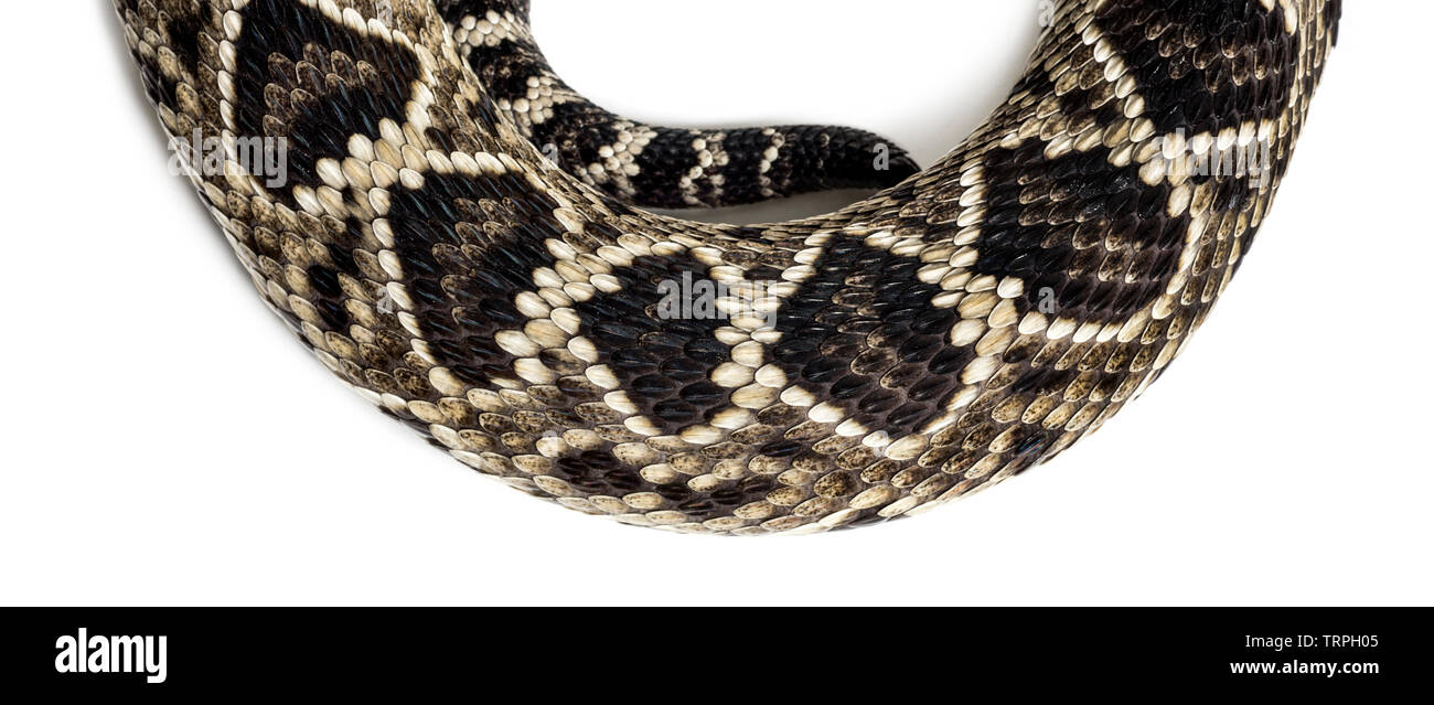 Crotalus atrox, western diamondback rattlesnake o Texas diamond back, serpenti velenosi, in stretta contro uno sfondo bianco Foto Stock
