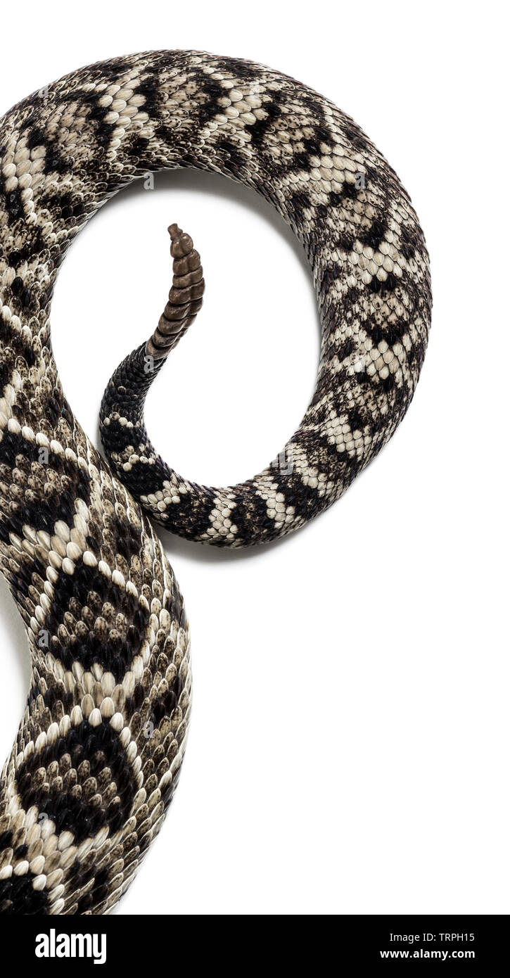 Crotalus atrox, western diamondback rattlesnake o Texas diamond back, serpenti velenosi contro uno sfondo bianco Foto Stock
