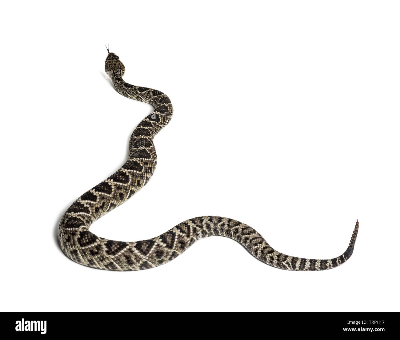 Crotalus atrox, western diamondback rattlesnake o Texas diamond back, serpenti velenosi contro uno sfondo bianco Foto Stock