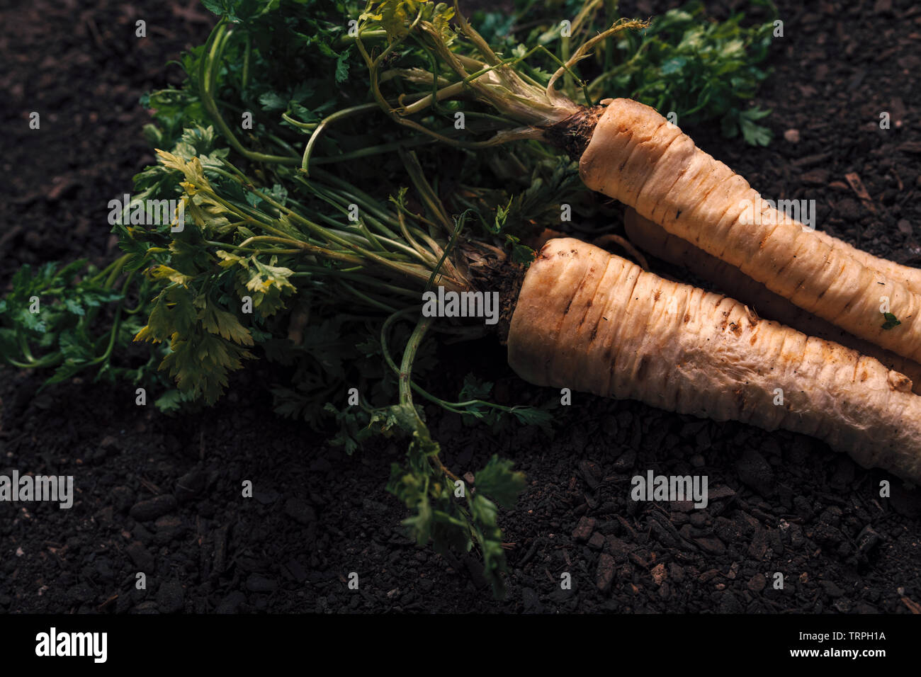 Prezzemolo organico concetto crescente con appena raccolto root su orto di massa di suolo Foto Stock