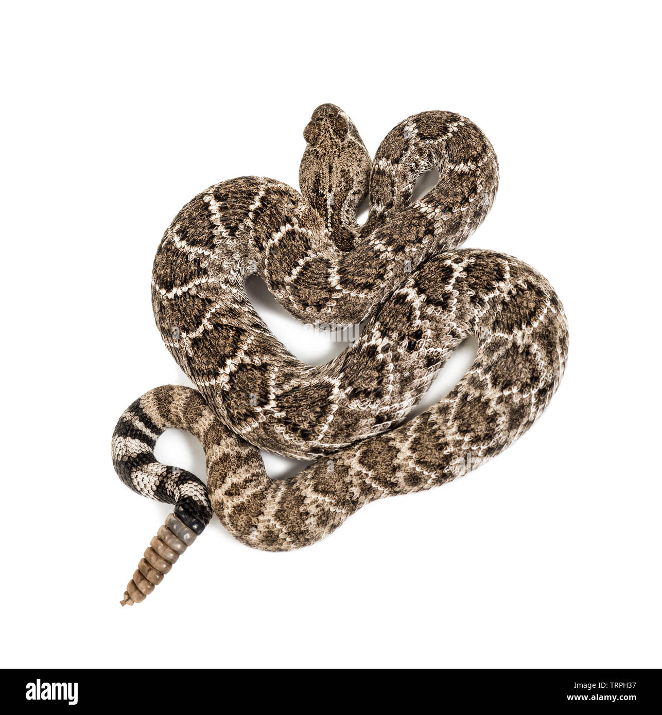 Crotalus atrox, western diamondback rattlesnake o Texas diamond back, serpenti velenosi contro uno sfondo bianco Foto Stock