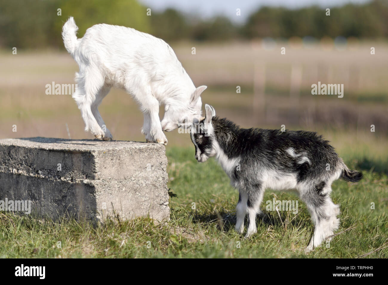 In bianco e nero poco goatlings lotta per il posto sul blocco Foto Stock