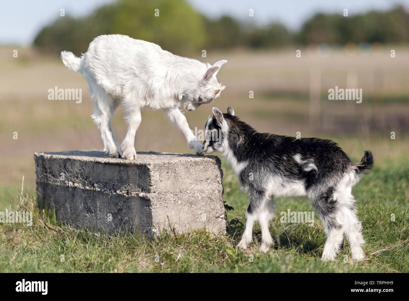 In bianco e nero poco goatlings lotta per il posto sul blocco Foto Stock