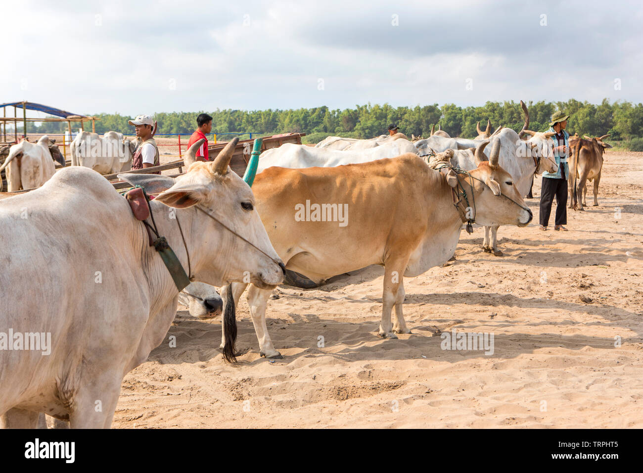 Ox i carrelli in attesa per i turisti su una spiaggia cambogiano Foto Stock